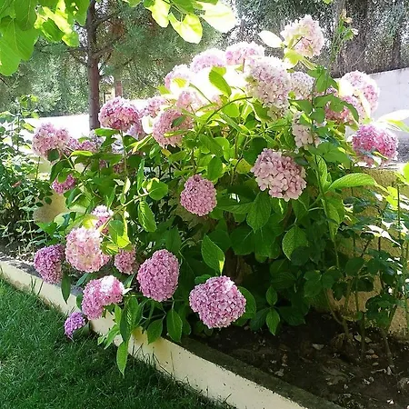 בית הארחה Sotiria 3*