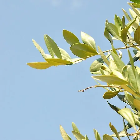 בית הארחה Sotiria 3*