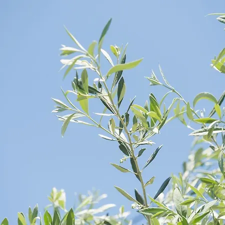 Sotiria בית הארחה