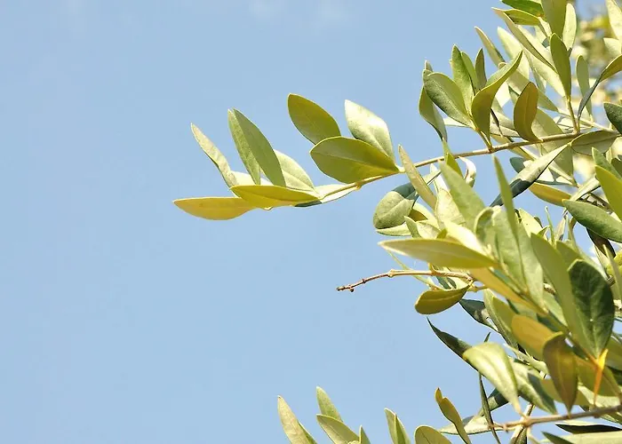 Casa de hóspedes Sotiria 3*